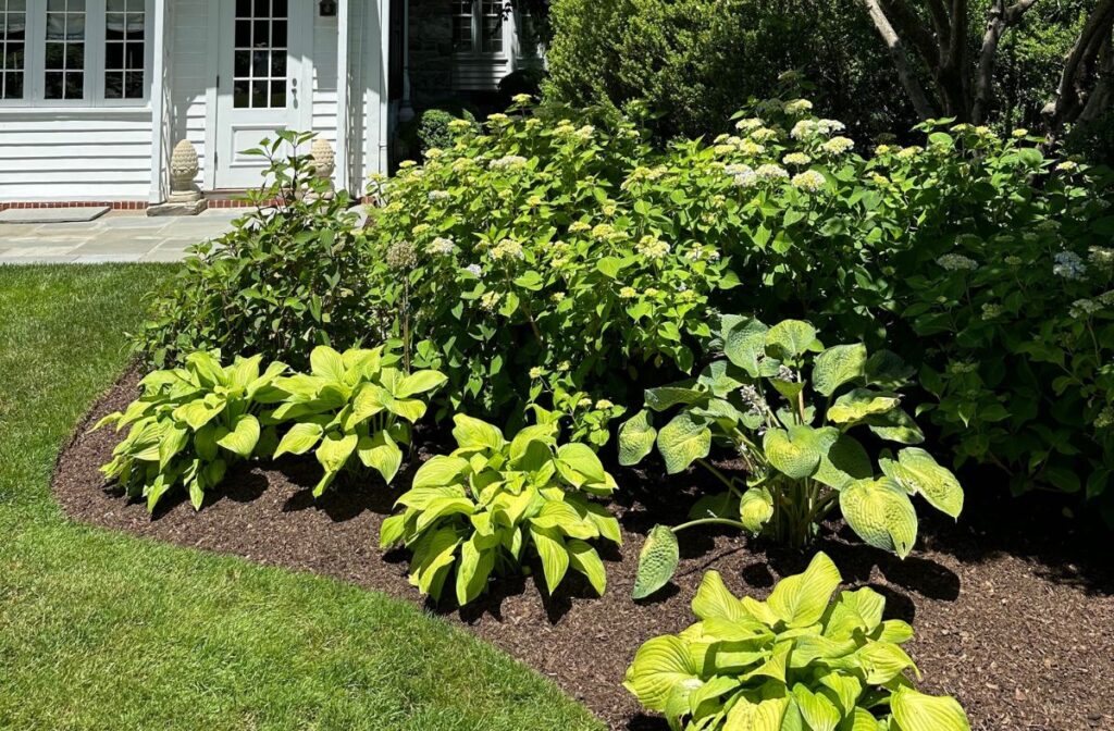 hydrangeas and hostas