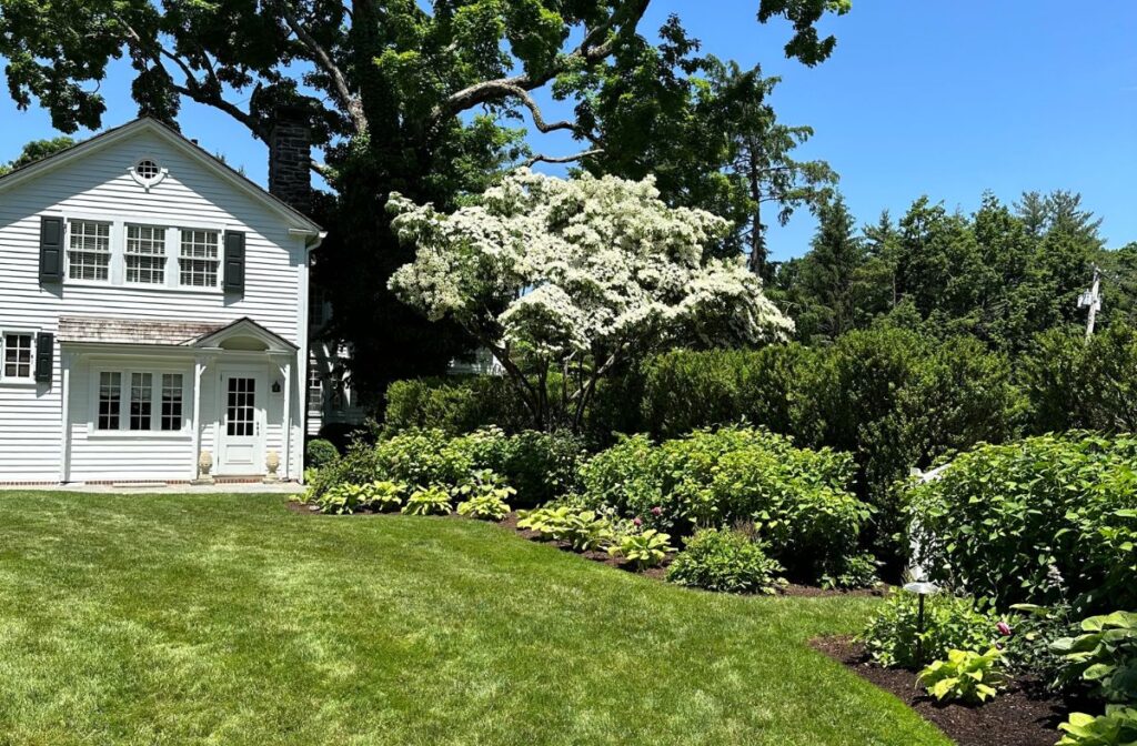 hydrangeas and hostas