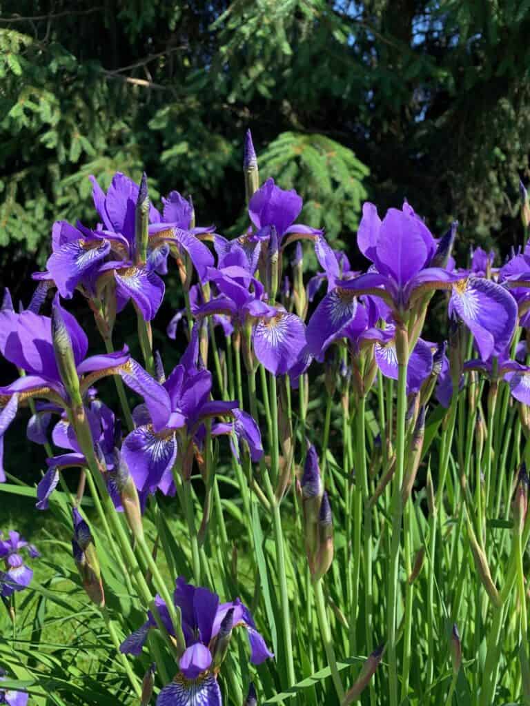 perennials iris