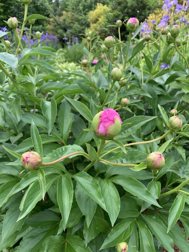 Peony buds