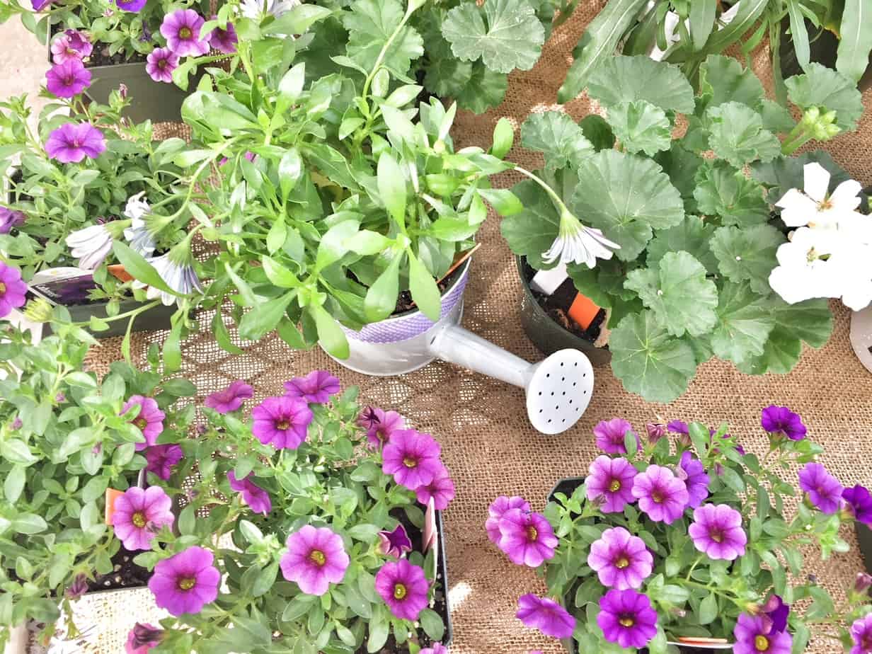 Annuals - Planting 101
