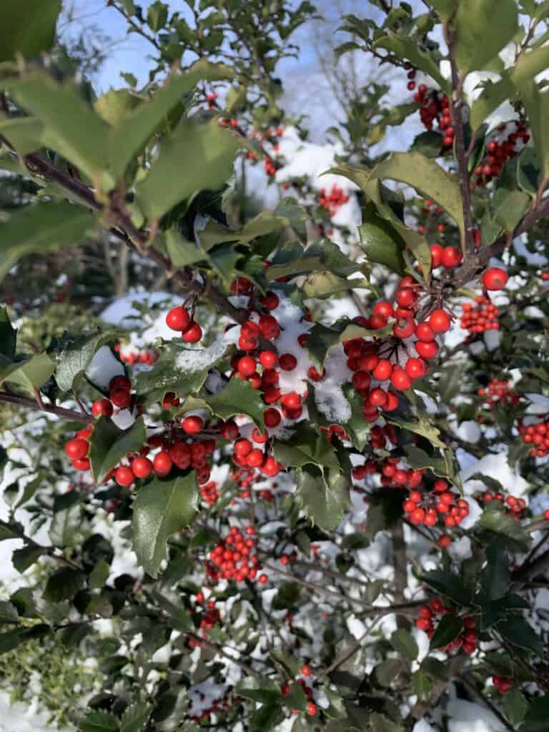 no red berries in holly bush