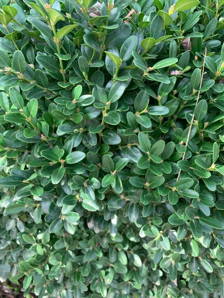 boxwoods evergreen shrubs for privacy hedge