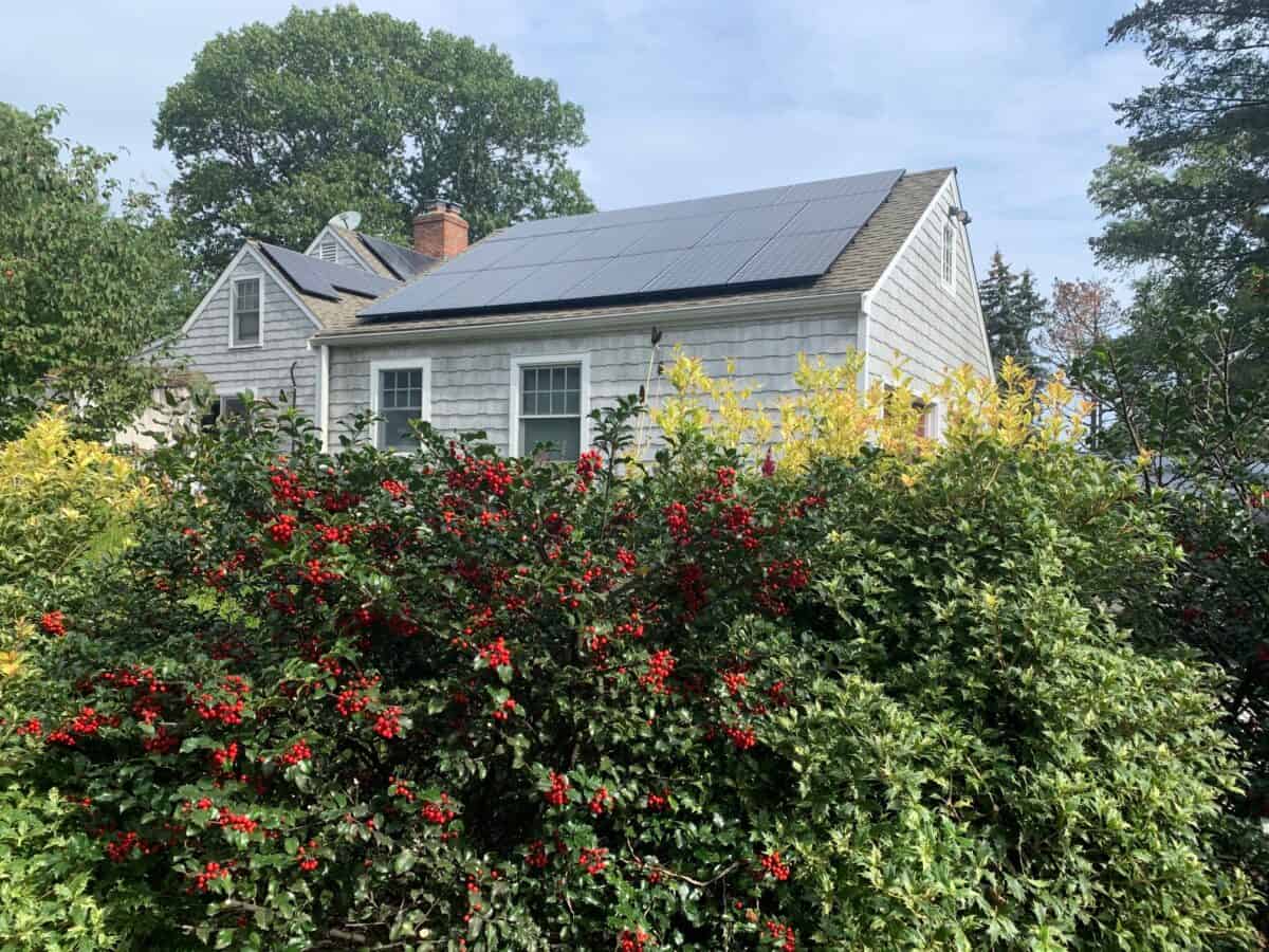 7 Best Evergreen Shrubs for Privacy Hedge - Planting 101