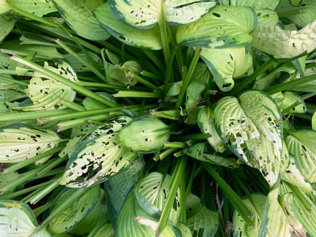 holes in hostas
