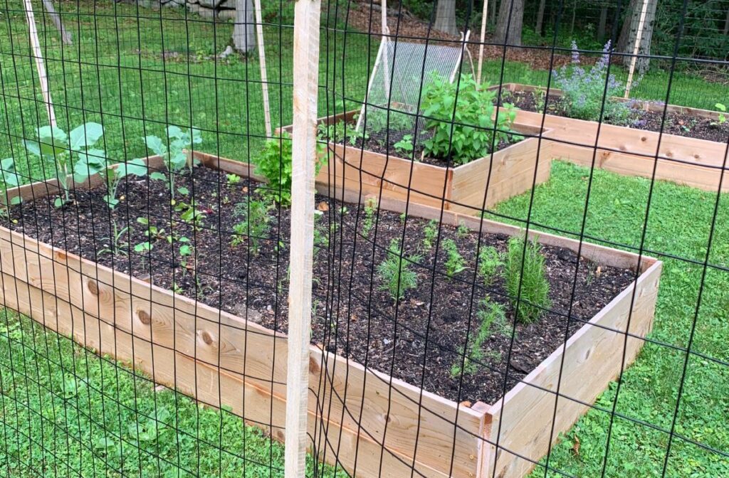 raised garden bed