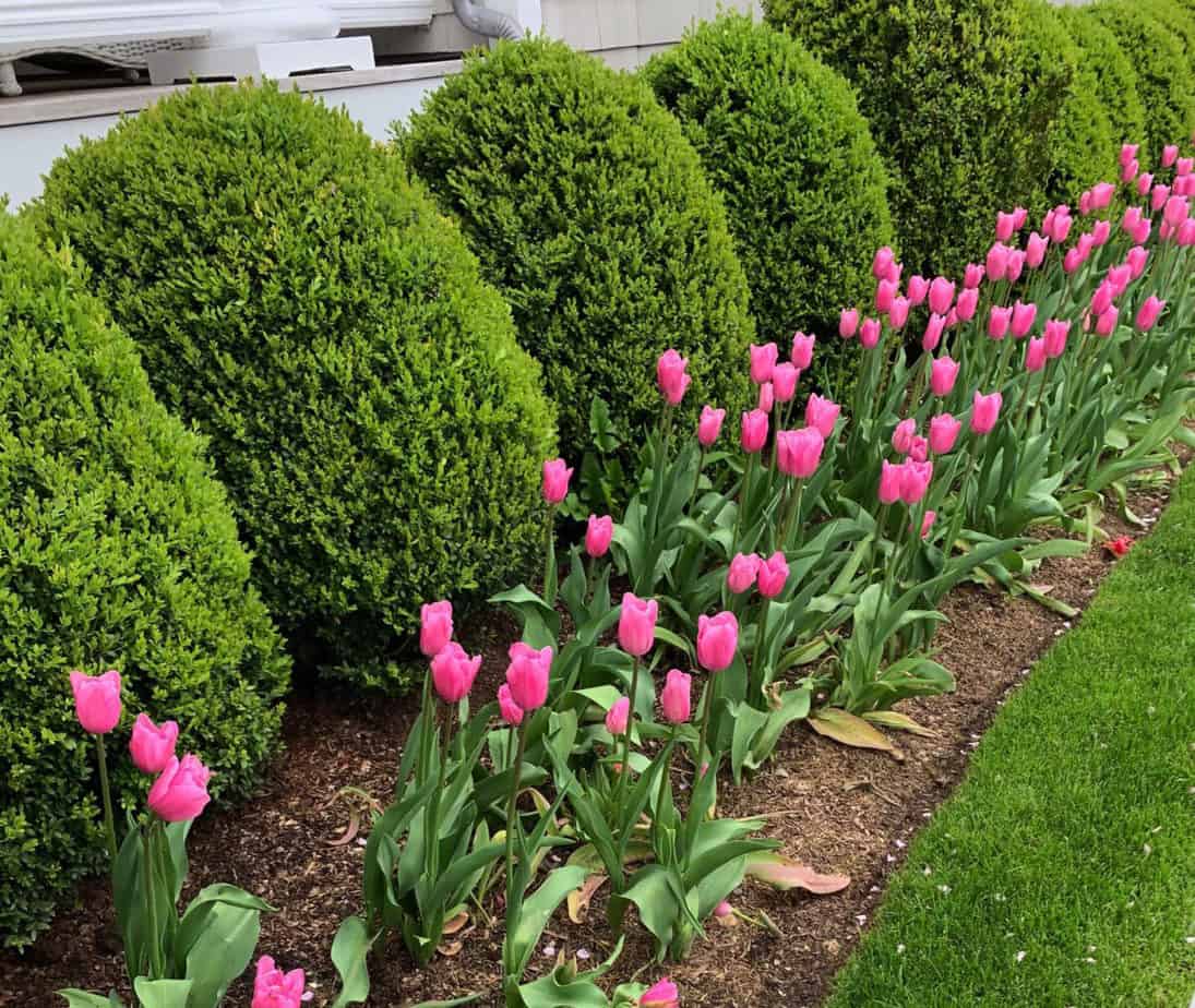 Boxwoods Archives - Planting 101