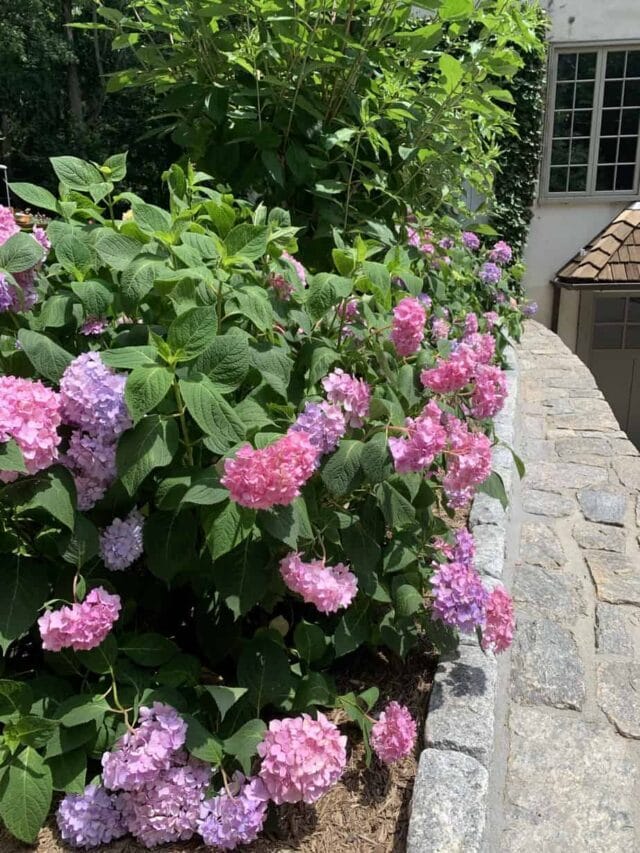 How to Propagate Hydrangea