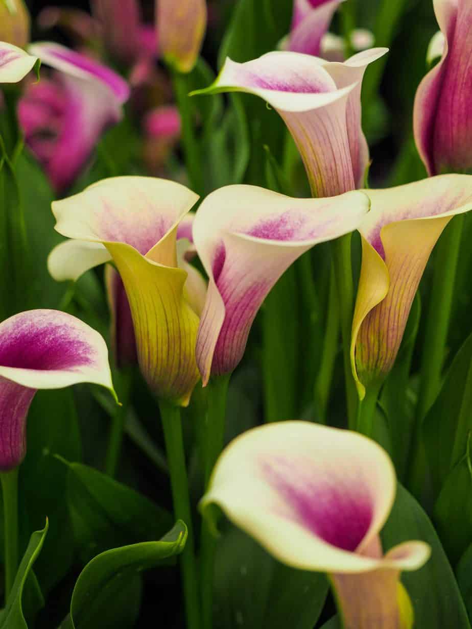 calla lily