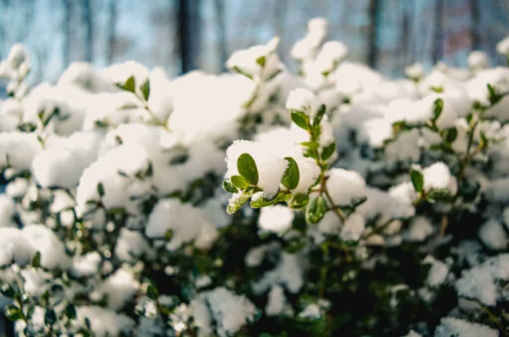 how to care for boxwoods in winter