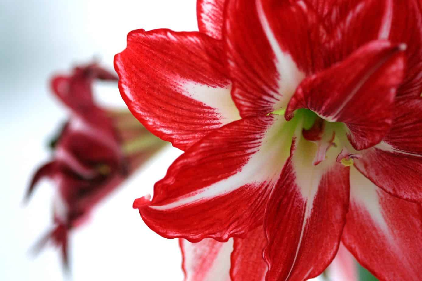 how to grow amaryllis