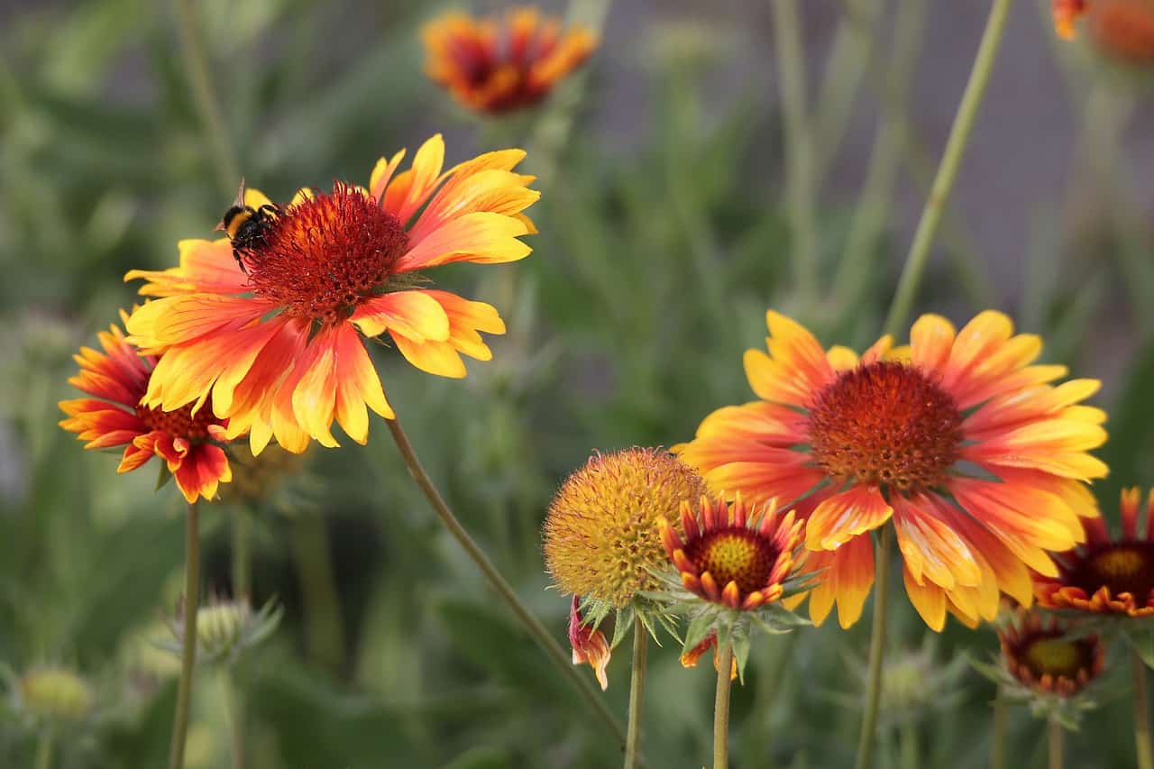 Blanket Flower Gaillardia x grandiflora