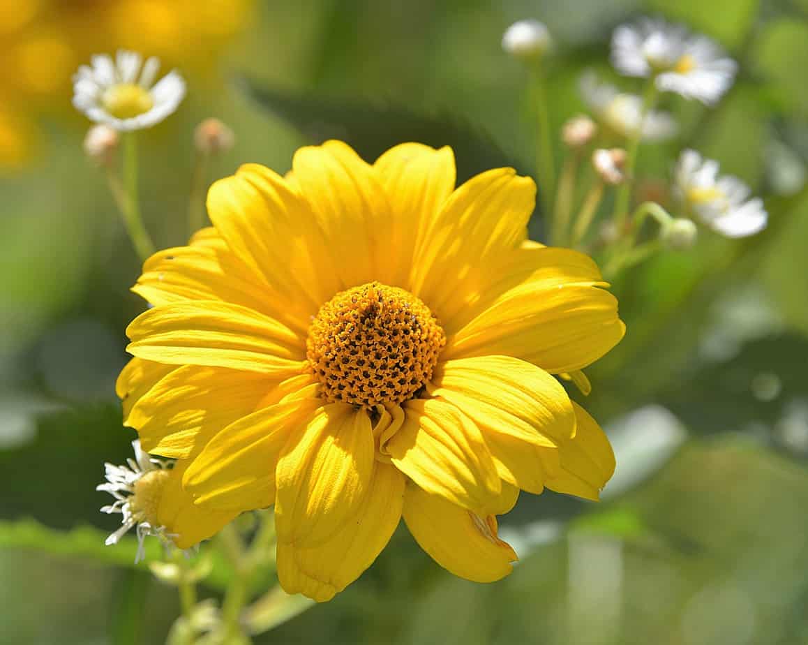 Perennial sunflower