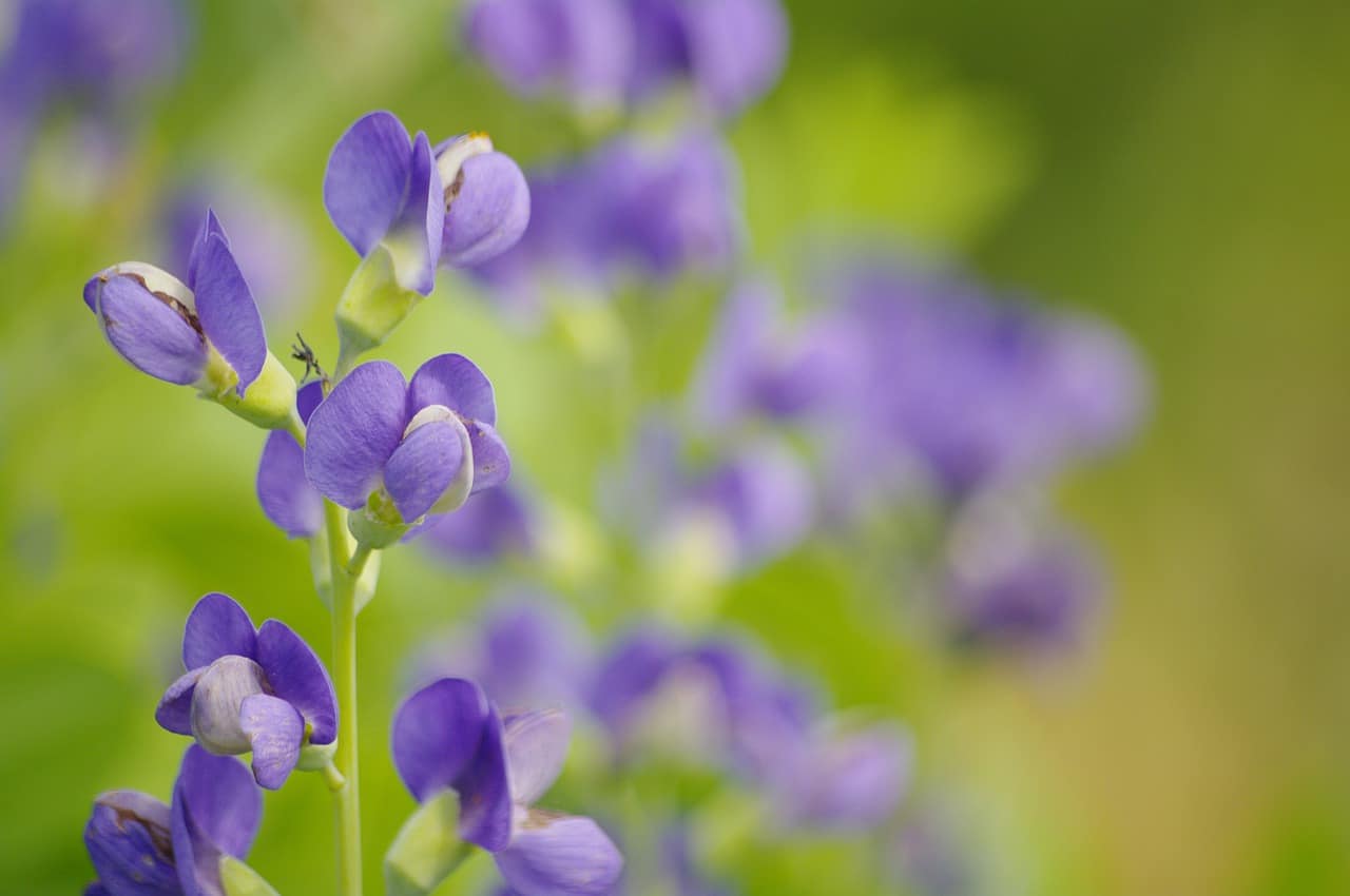 False Indigo Baptisia Australis