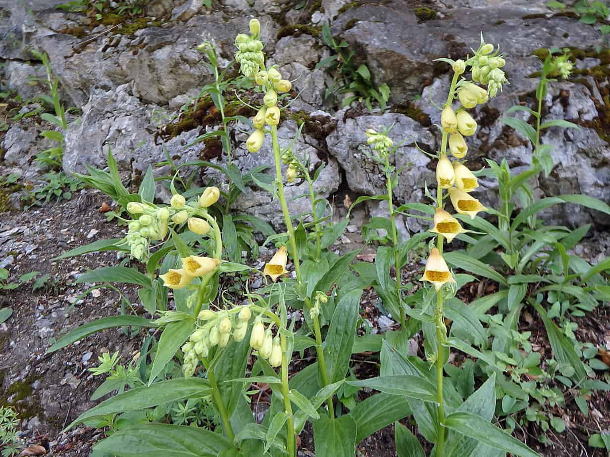 Perennial foxglove