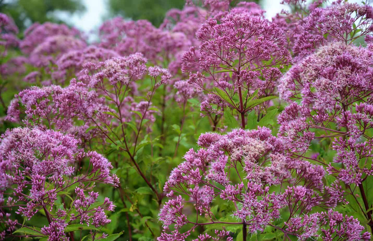 Sweet Joe-Pye Weed Euthrochium purpureum