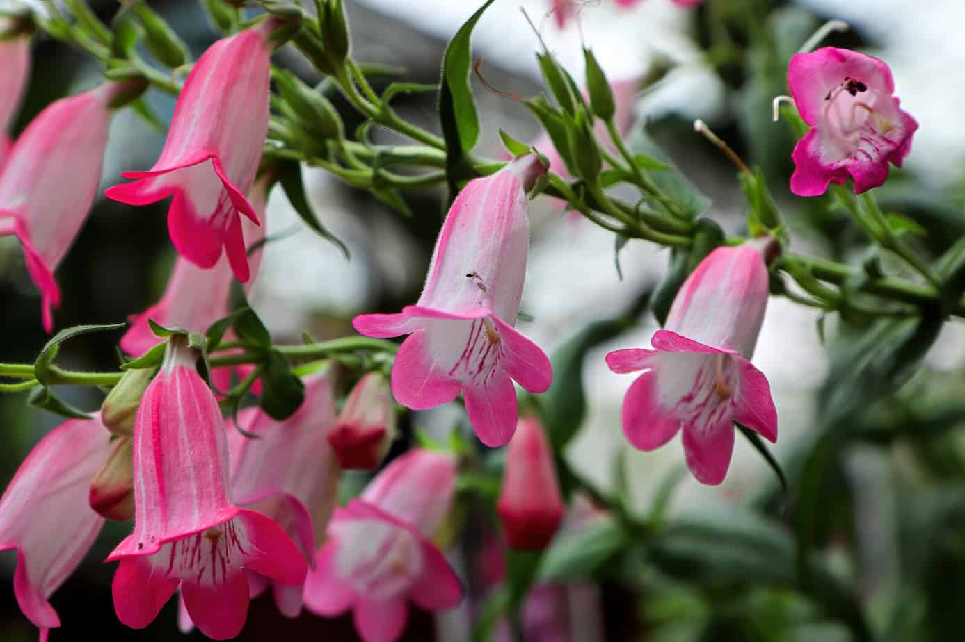 Beardtongue
