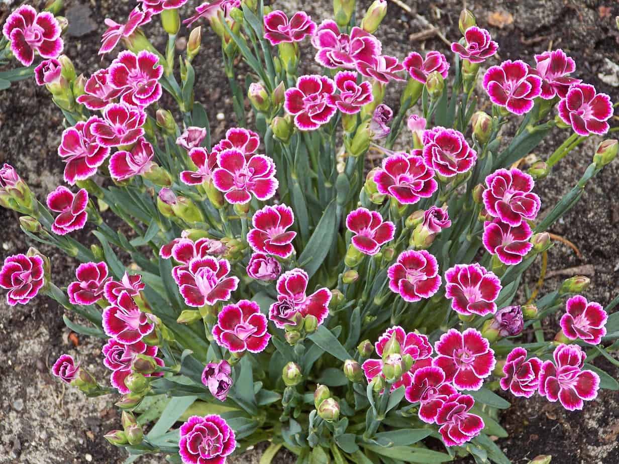 Carnation Dianthus