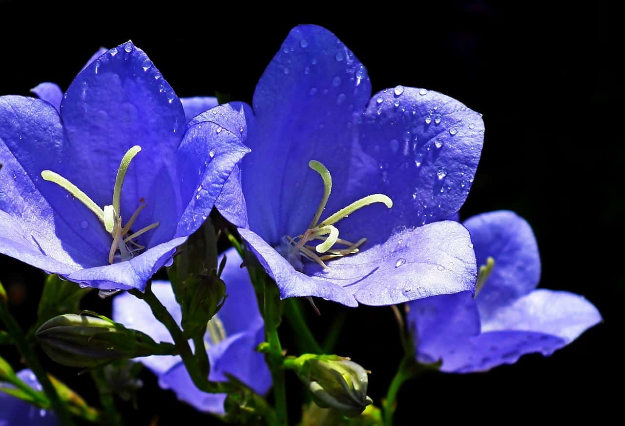 Carpathian Bellflower