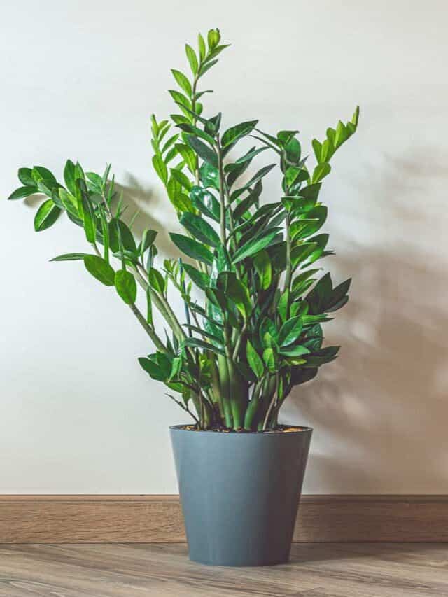 How to Grow ZZ Plant (Zanzibar Gem)