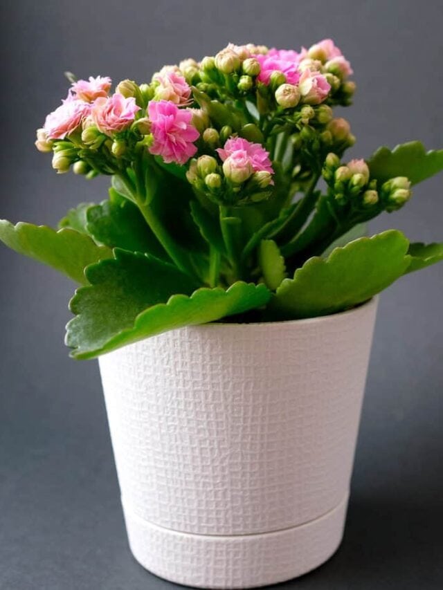 How to Grow Kalanchoe (Kalanchoe blossfeldiana)