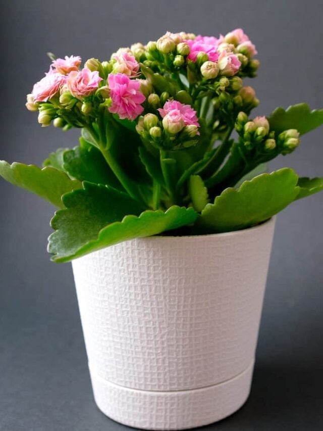 Kalanchoe Houseplant