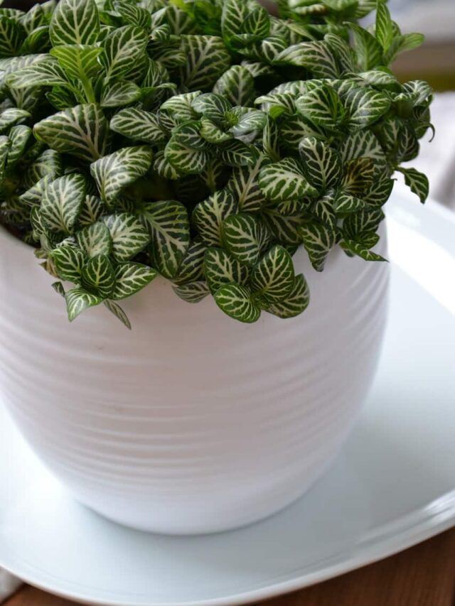 Nerve Plant Fittonia