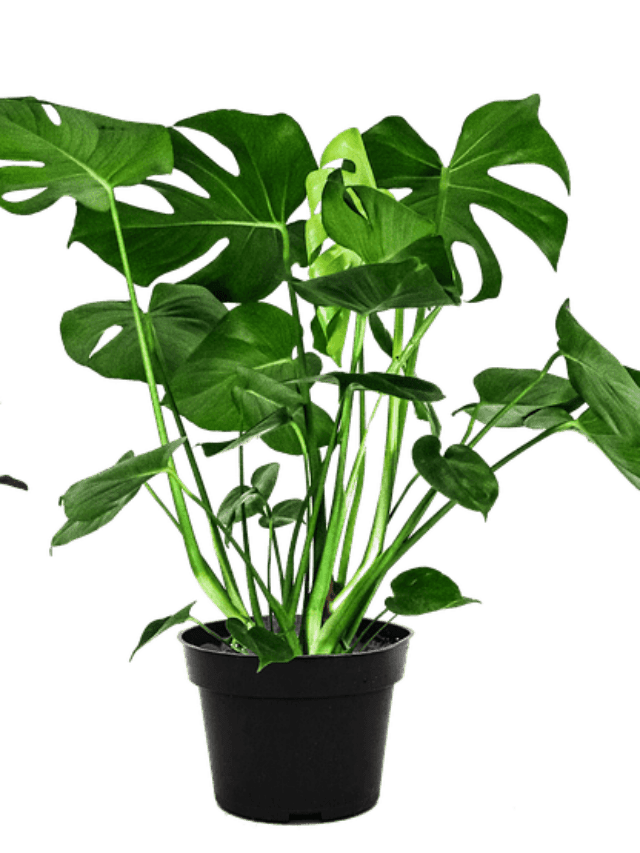 How to Grow Swiss Cheese Plant (Monstera deliciosa)