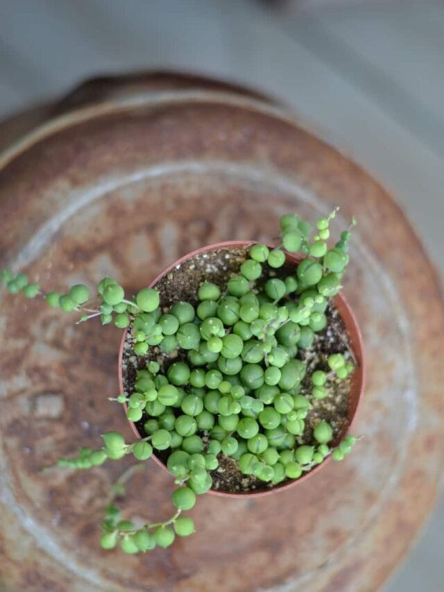 How to Grow String of Pearls (Senecio rowleyanus)