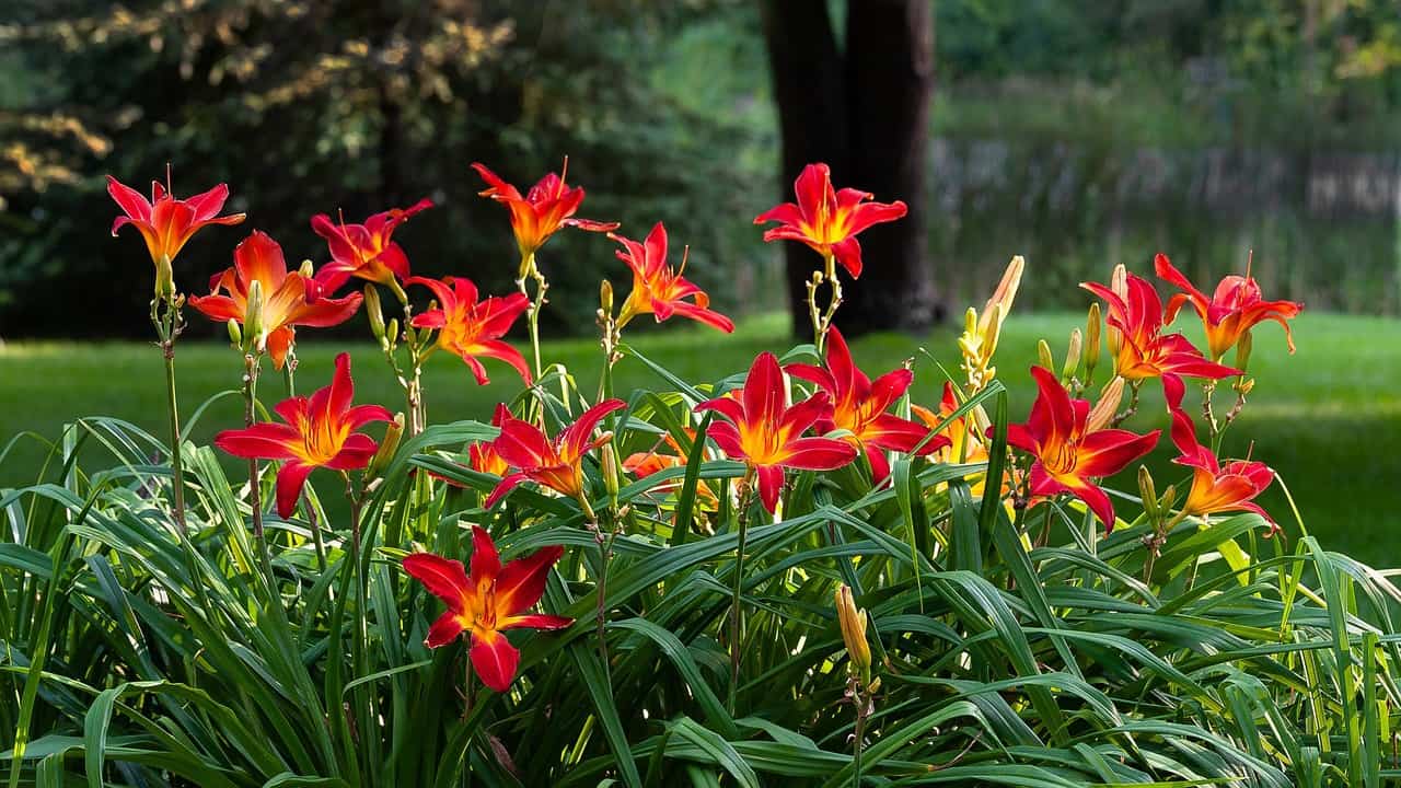Daylily Hemerocallis