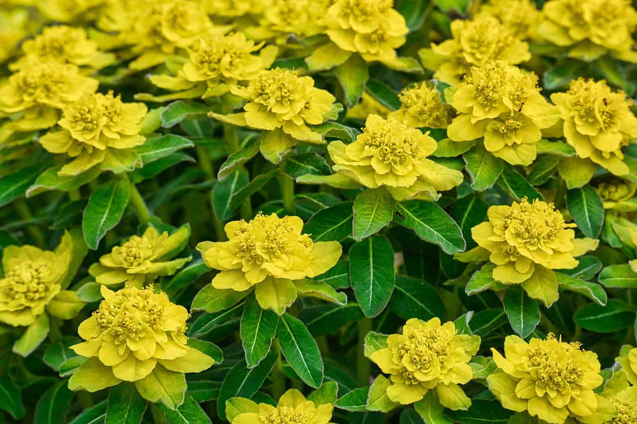 Spurge Euphorbia