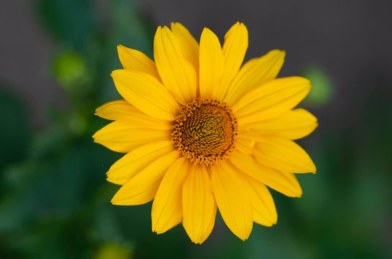 False Sunflower Heliopsis helianthoides