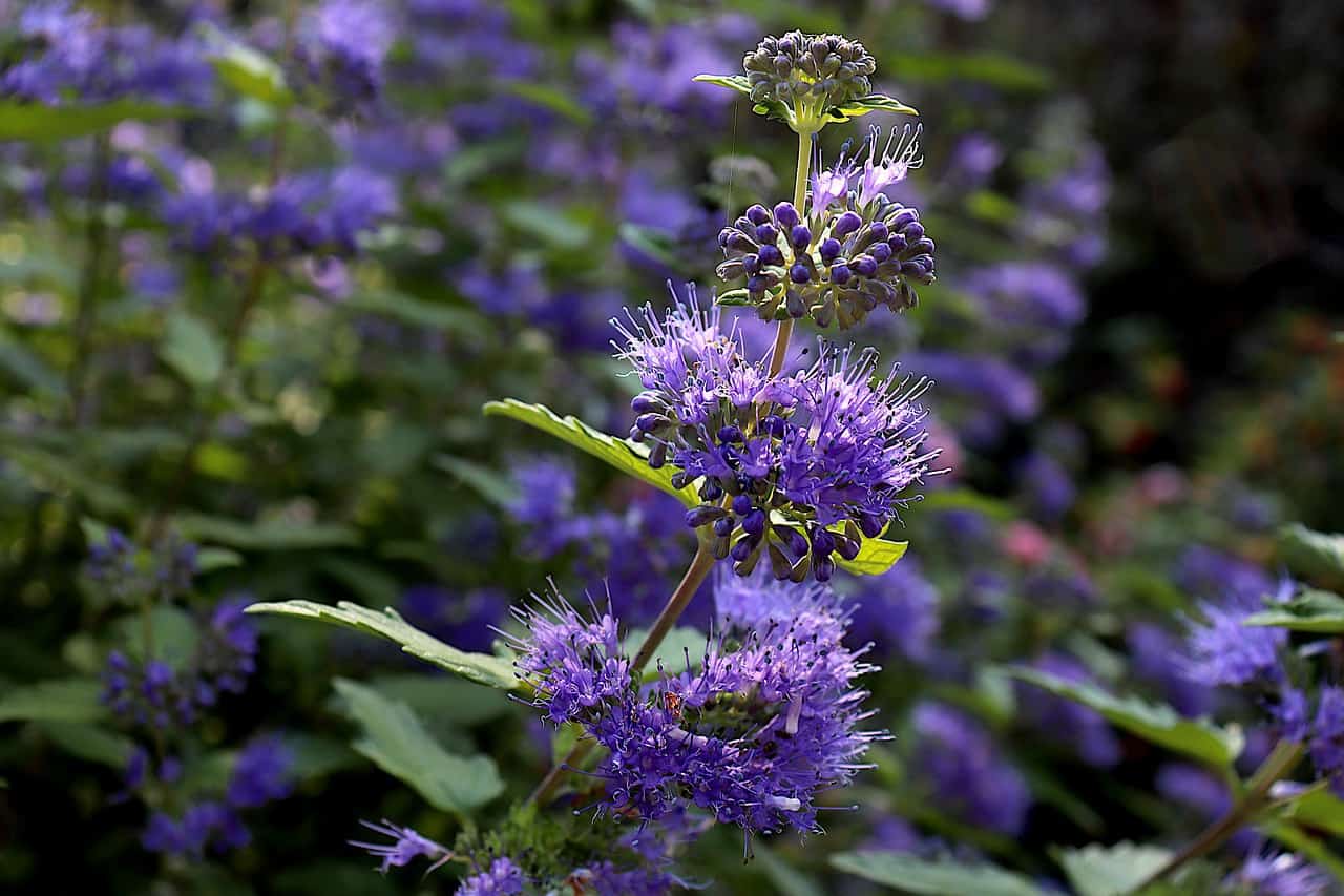 Blue-Mist Shrub (Bluebeard) Caryopteris