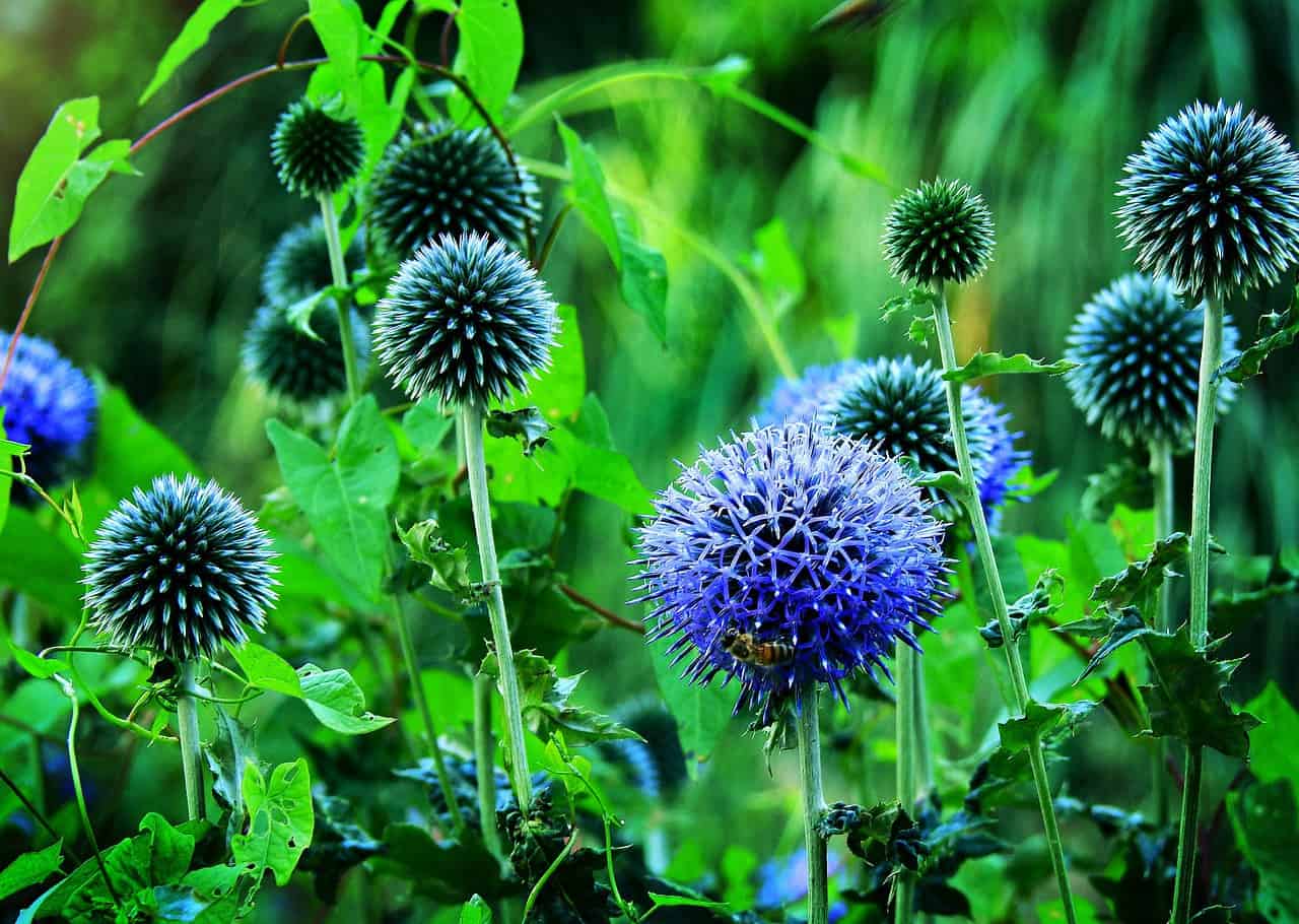 Globe Thistle Echinops ritro