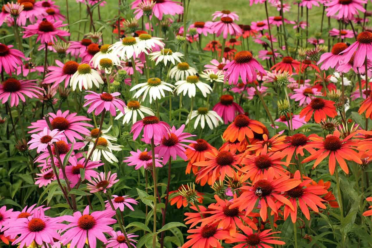 Coneflower Echinacea