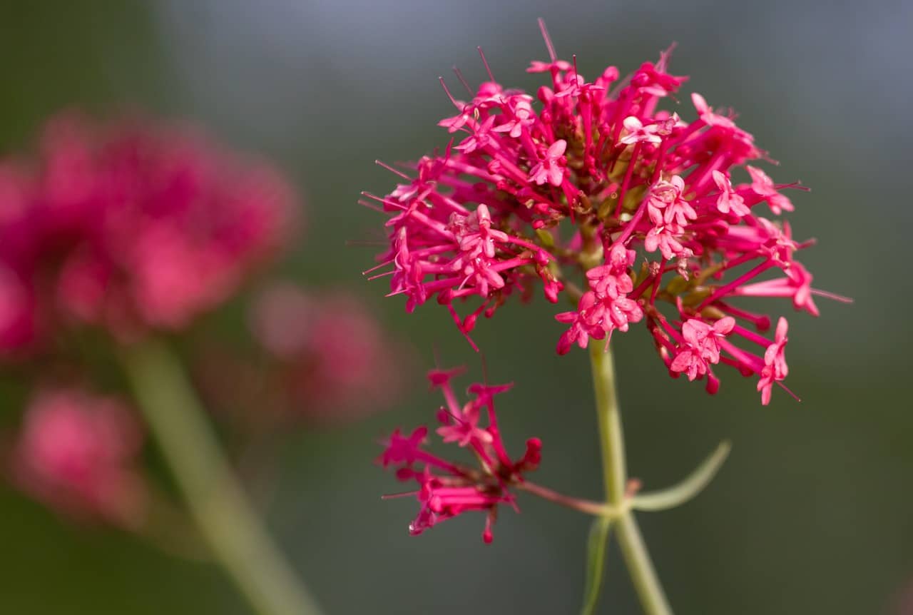 Red Valerian Centrantus ruber