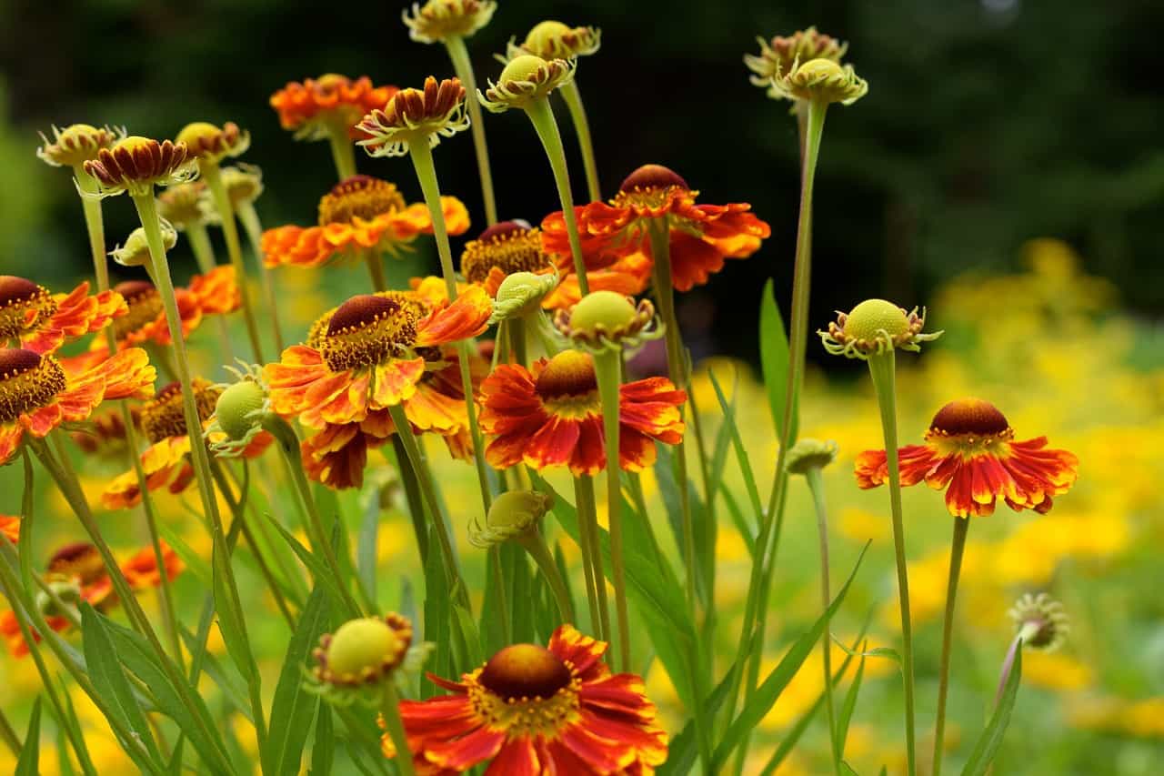 Sneezeweed Helenium autumnale