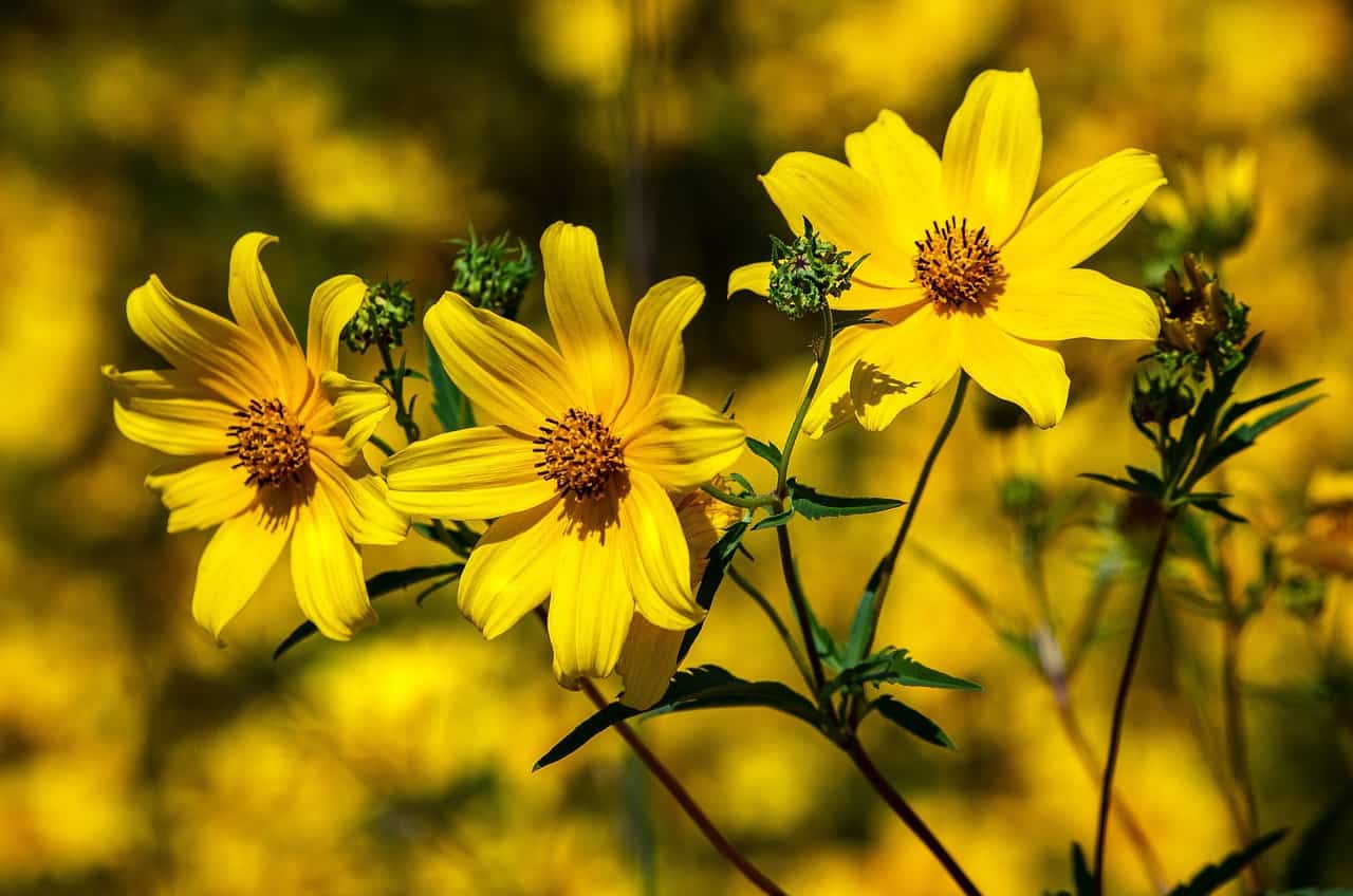 Thread-Leaved Coreopsis