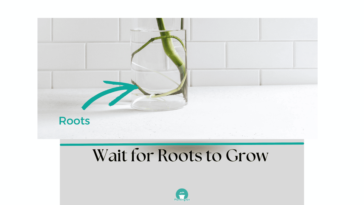 How to Take Care of Your Swiss Cheese Plant (Monstera deliciosa) Infograph Planting 101
