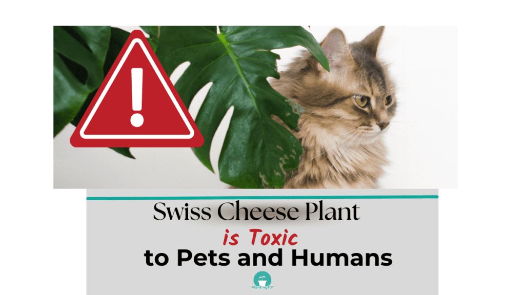 swiss cheese plant toxic