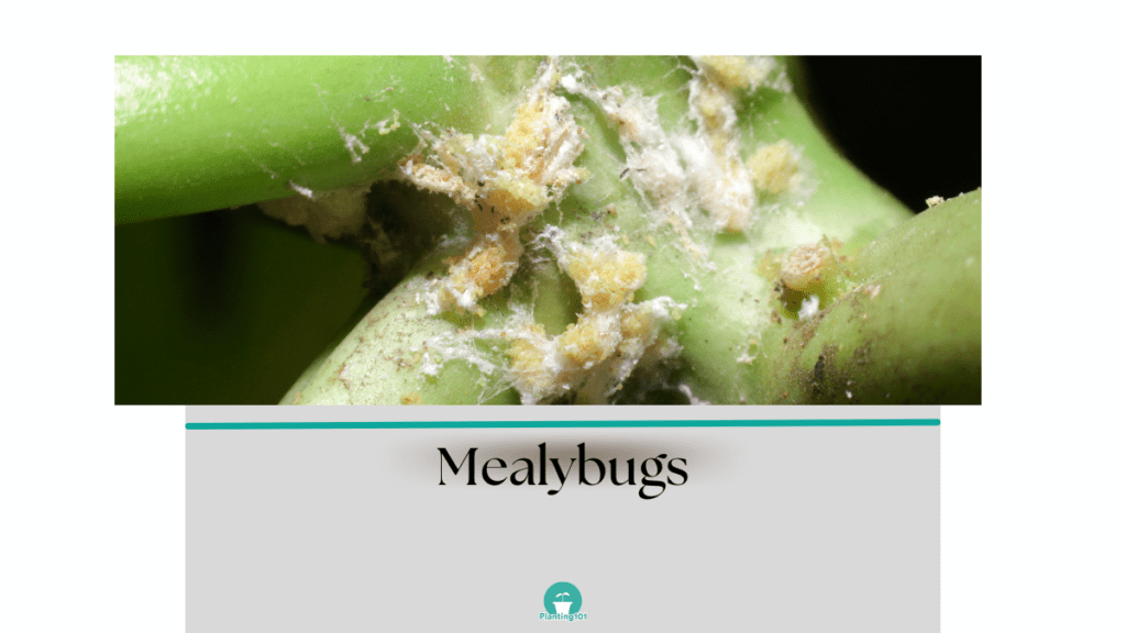 mealybugs