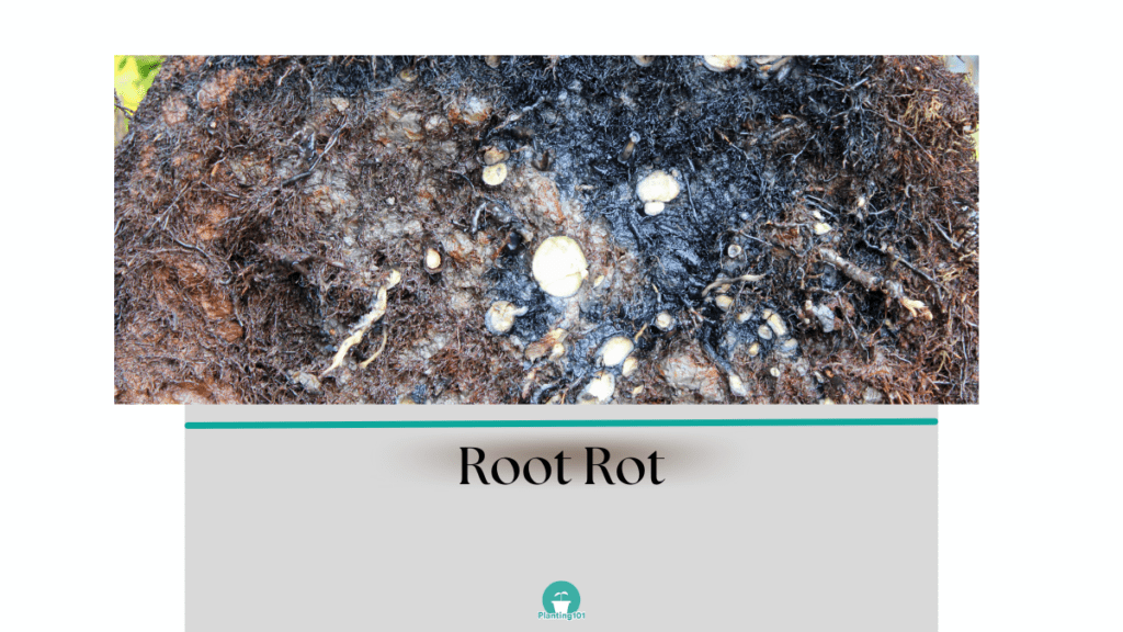 root rot