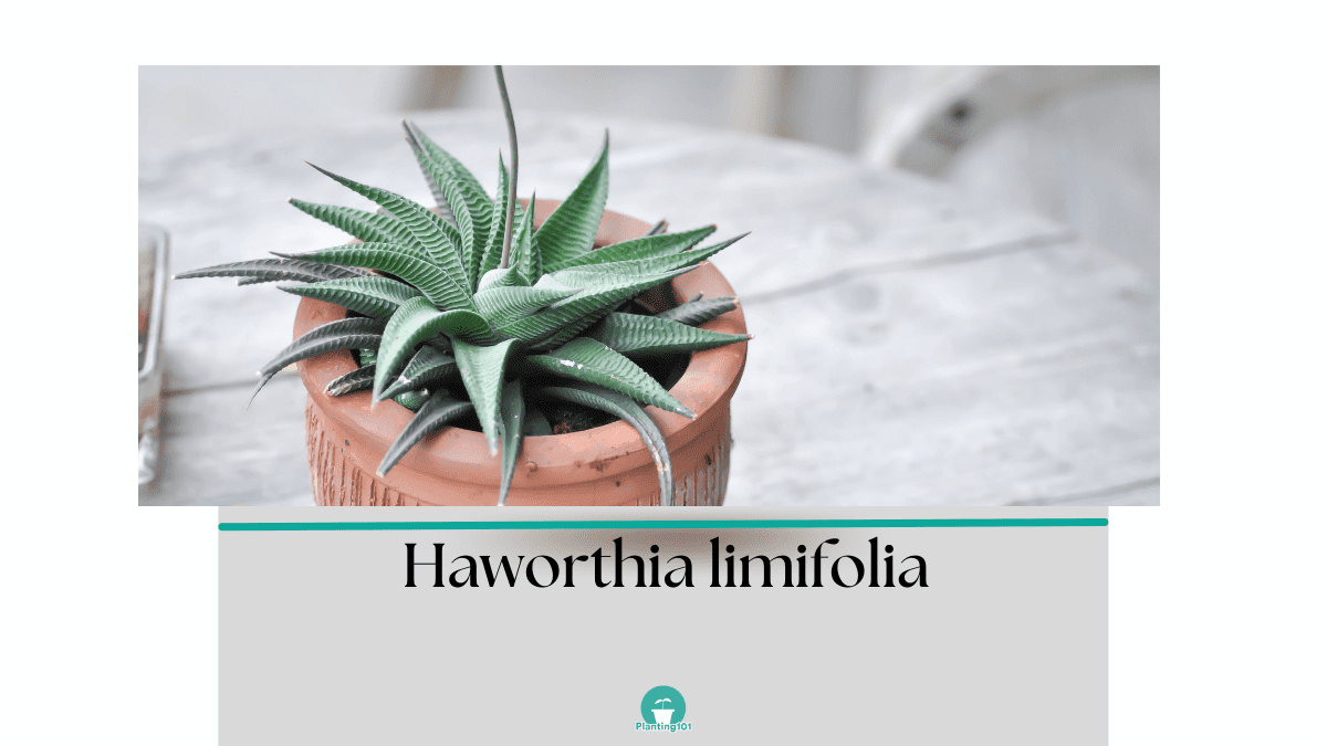 haworthia limifolia