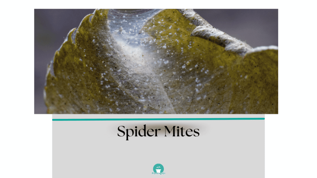 Spider Mites