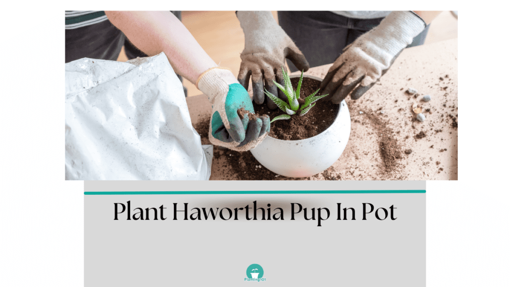 Planting Haworthia Pup