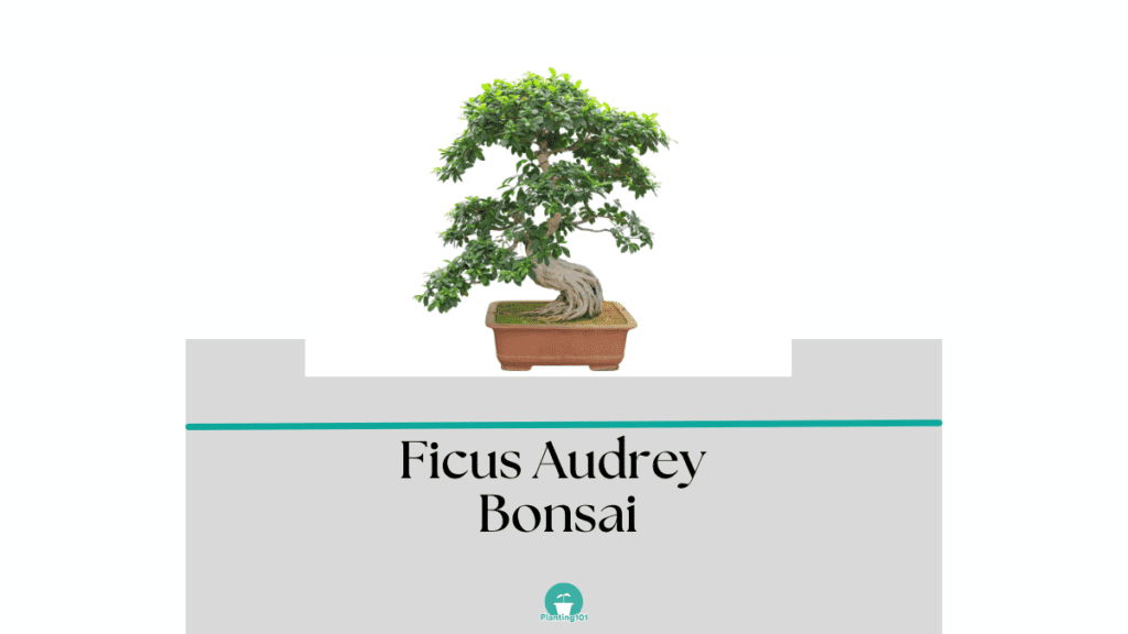 Ficus Audrey Bonsai