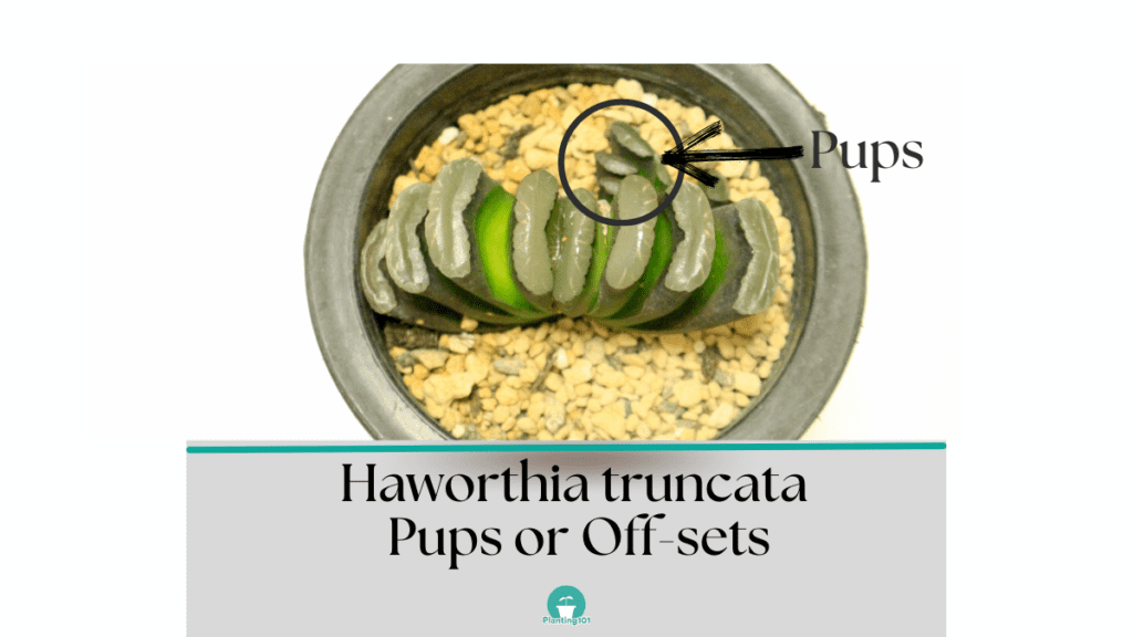 Haworthia truncata pups