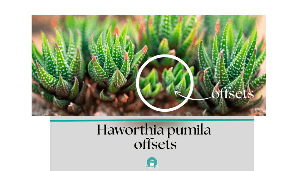 Haworthia pumila offsets