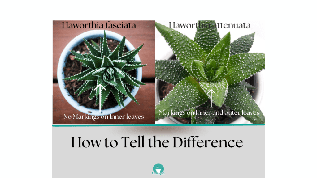 How to tell the difference between Haworthia attenuata and Haworthia fasciata