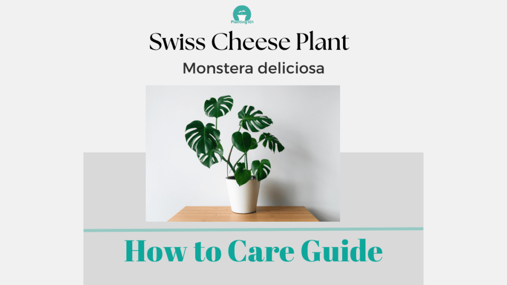 Swiss Cheese Plant Monstera deliciosa